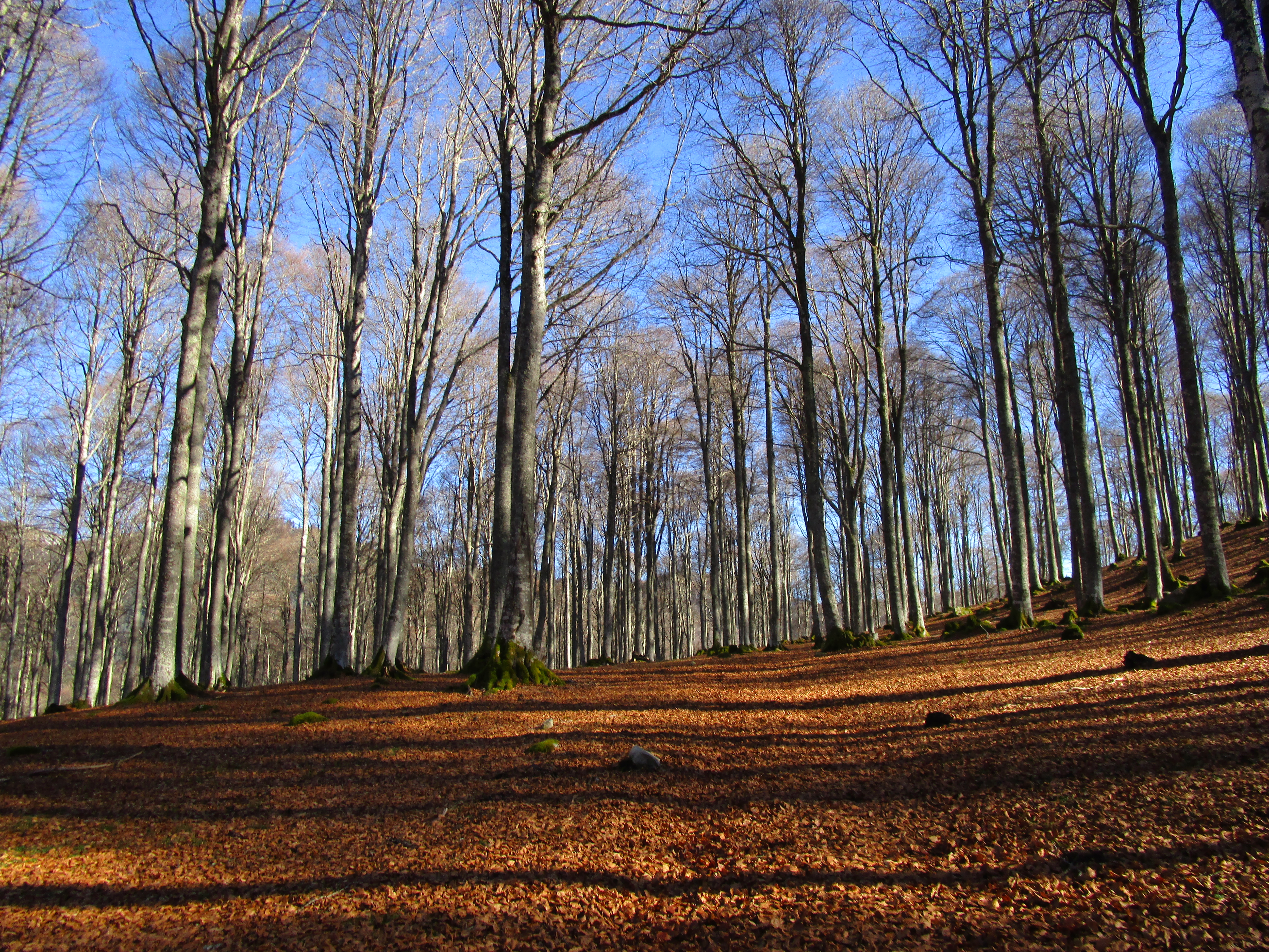 La Gaoube